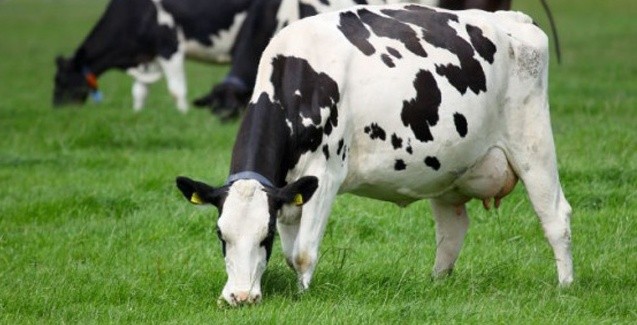 Vaca gorda custa R$ 132 a arroba em Maringá