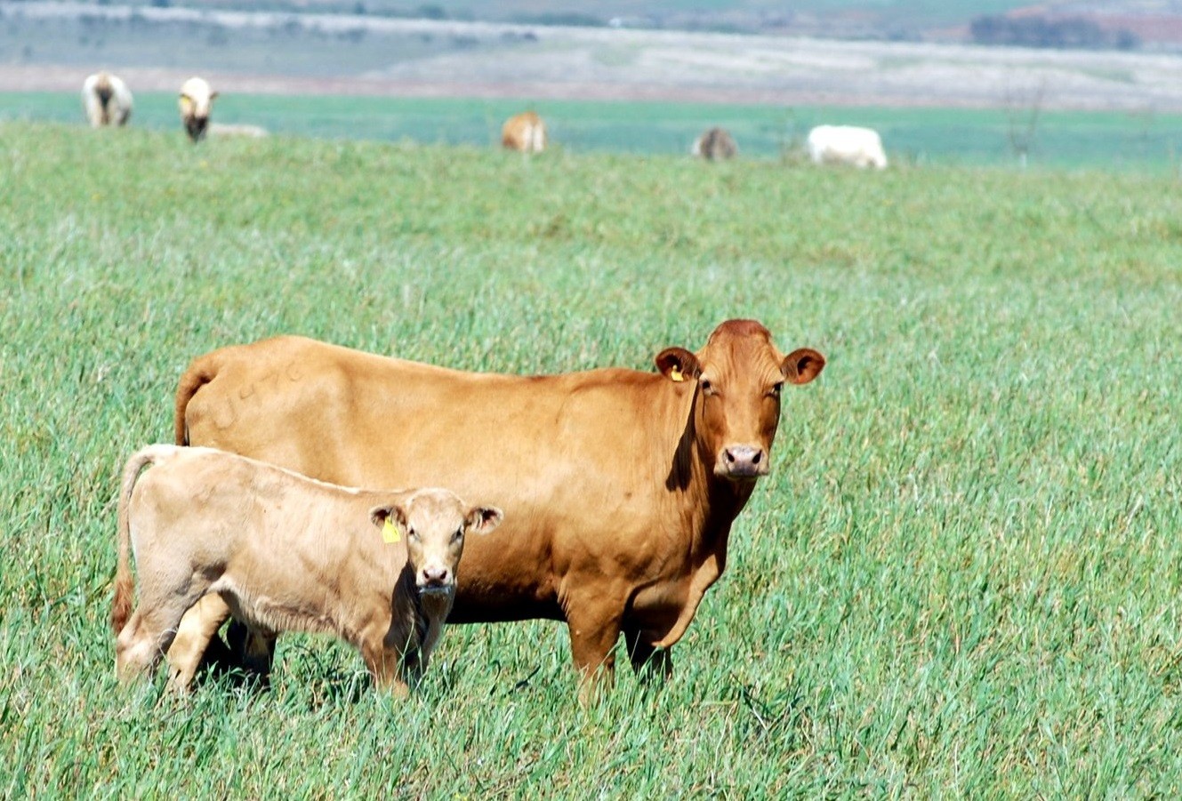 Mercado do boi gordo abre semana com preços firmes