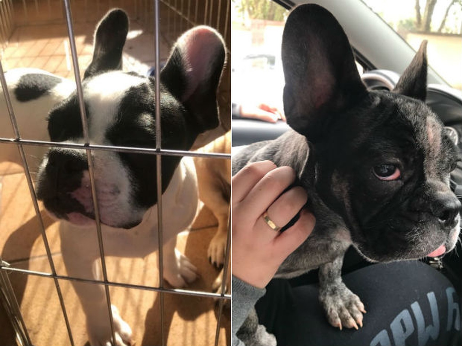 Polícia investiga furto de buldogue francês