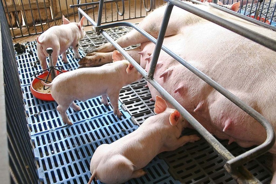 Quilo do suíno permanece a R$ 3,70 em Maringá e Umuarama