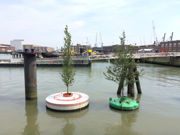 Florestas flutuantes permitem desenvolvimento sustentável