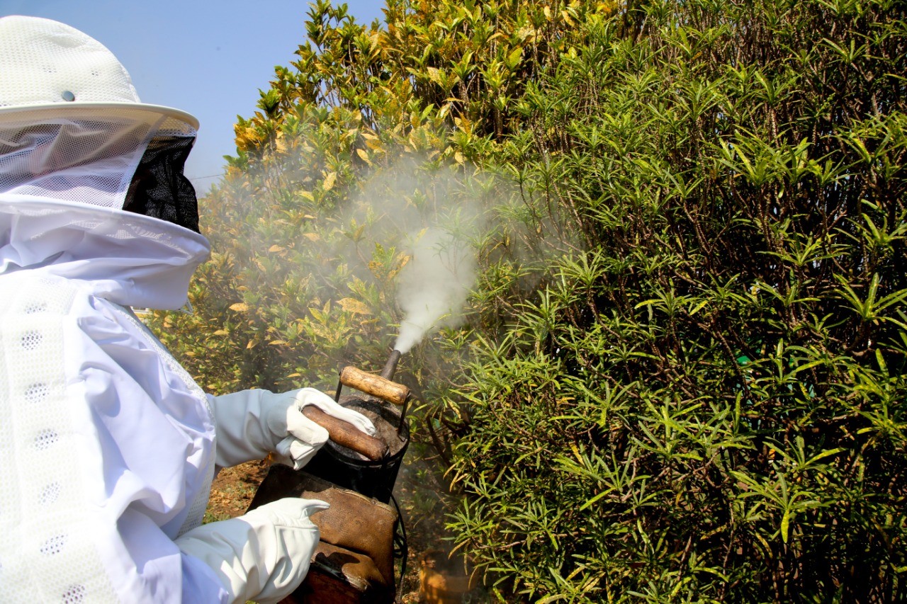 Em 15 dias, quase 125 enxames foram retirados em Maringá