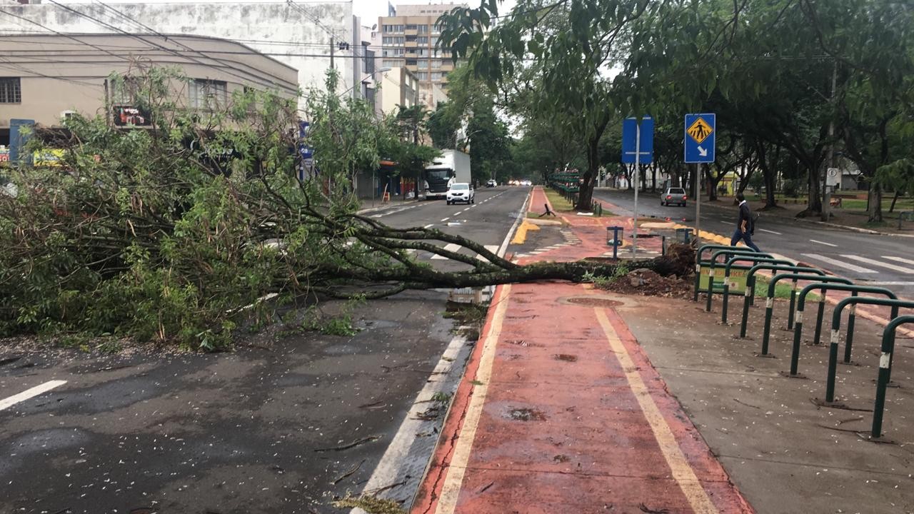 Temporal derruba mais de 40 árvores em Maringá