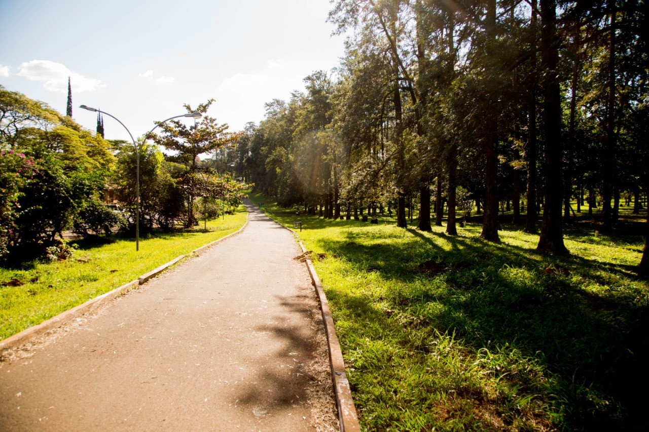 Plano de Arborização de Maringá entra em consulta pública