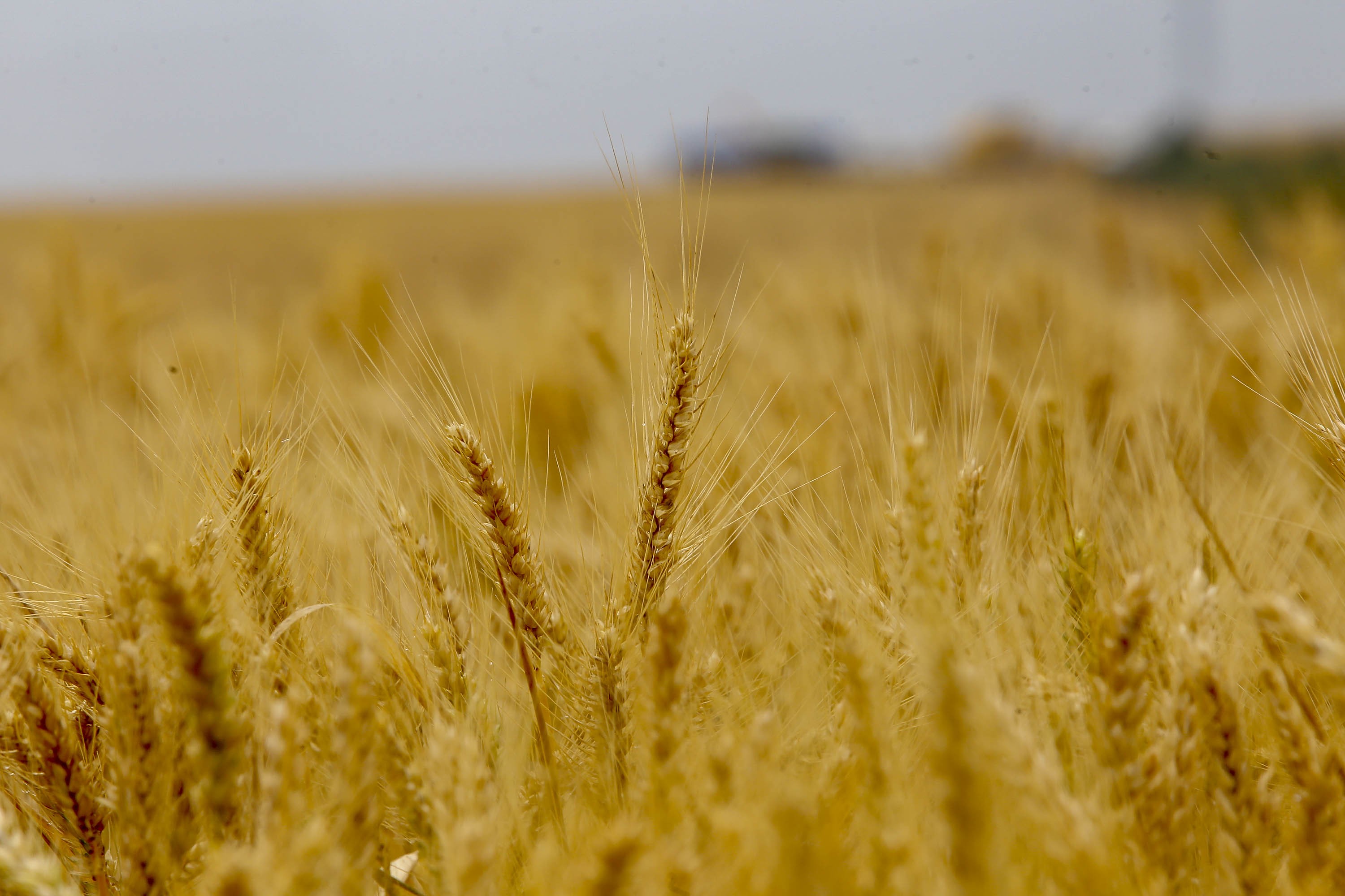 Cotações do trigo seguem em alta no mercado brasileiro