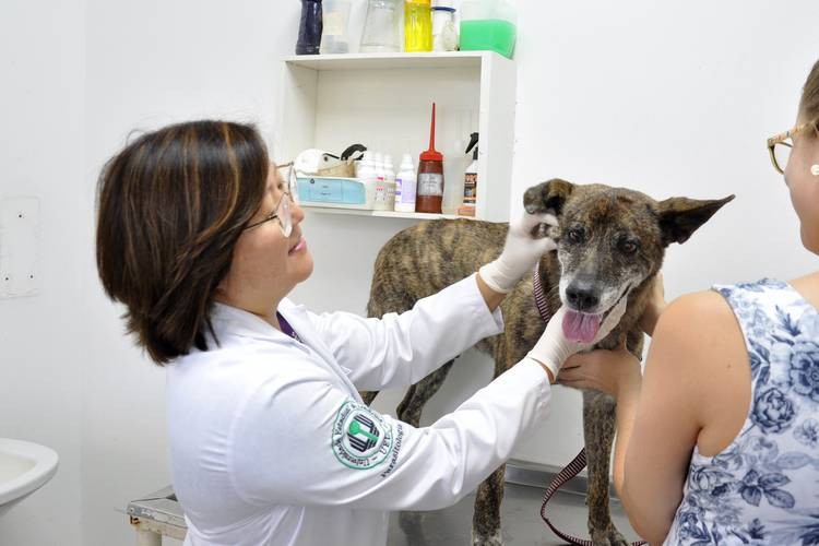 Exames de laboratório ajudam a prevenir doenças em pets