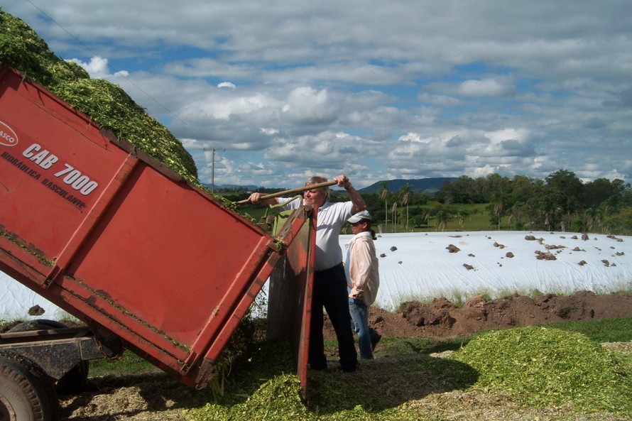 Emater orienta produtores para produção de silagem