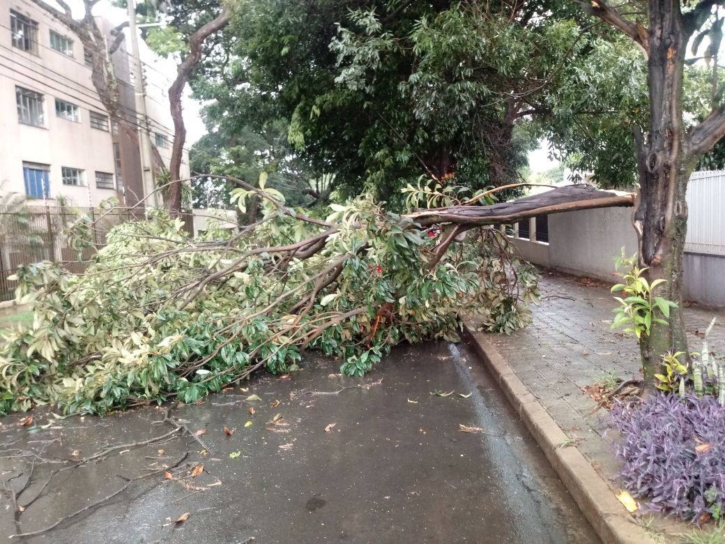 Chuva rápida derrubou três árvores em Maringá