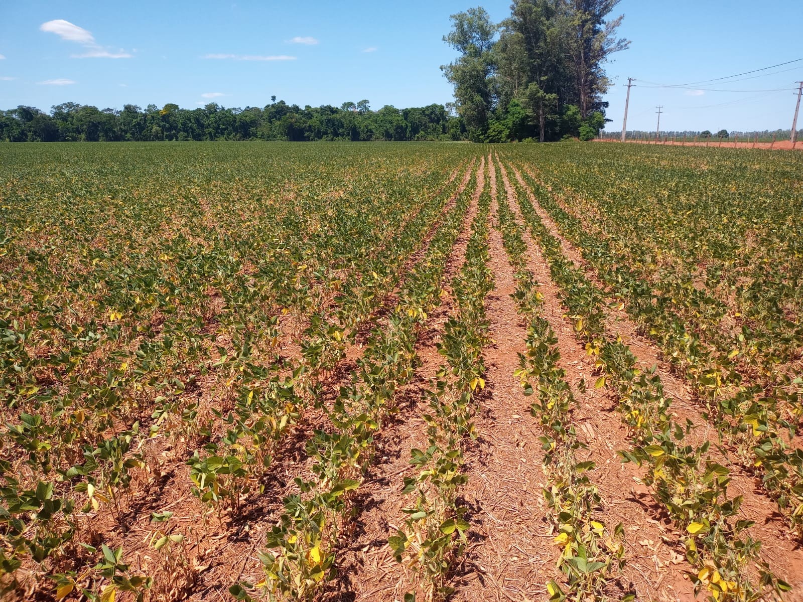 Municípios da Comcam decretam situação de emergência por causa da seca
