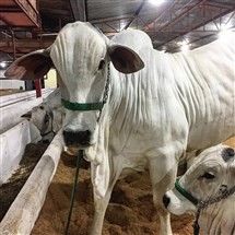 Começa a Expoingá 2017