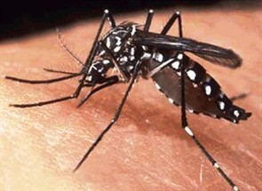Número de casos confirmados de dengue em Maringá sobe para 26