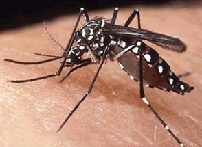 Dezessete regiões de Maringá estão com médio risco de infestação do mosquito da dengue