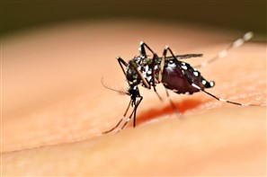 Cianorte confirma primeiro caso de febre chikungunya e investiga mais cinco casos suspeitos da doença