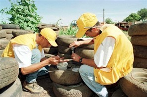 Maringá registrou 62 casos confirmados de dengue em 2012