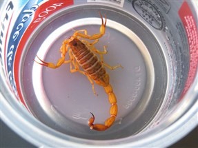 Prefeitura alerta sobre presença de escorpião amarelo em bairros de Paranavaí