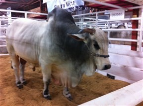 2ª edição da Expogenética no Paraná terá três palestras na Expoingá 2015