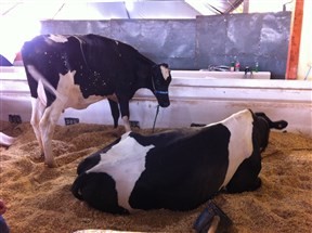 Expoingá 2015 tem torneiro leiteiro