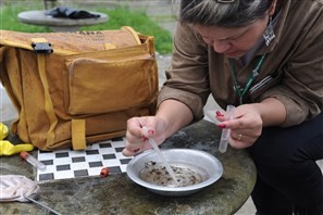 Região noroeste tem mais de cinco municípios com alto risco de infestação do mosquito da dengue