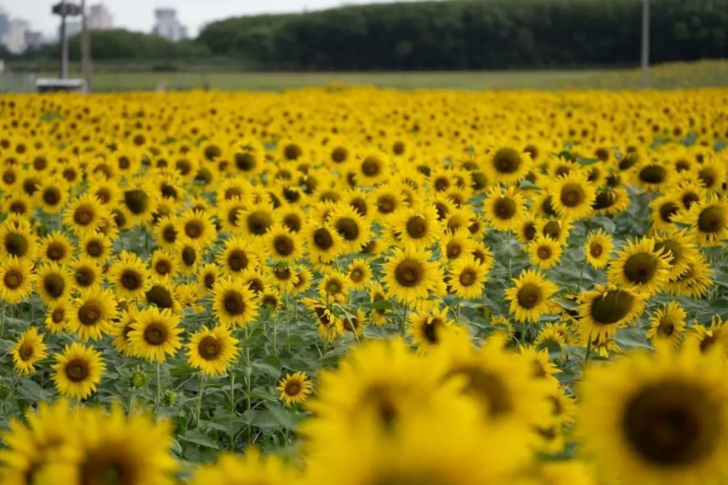 Campo de girassóis já tem data para abrir para o público em Maringá; veja os detalhes