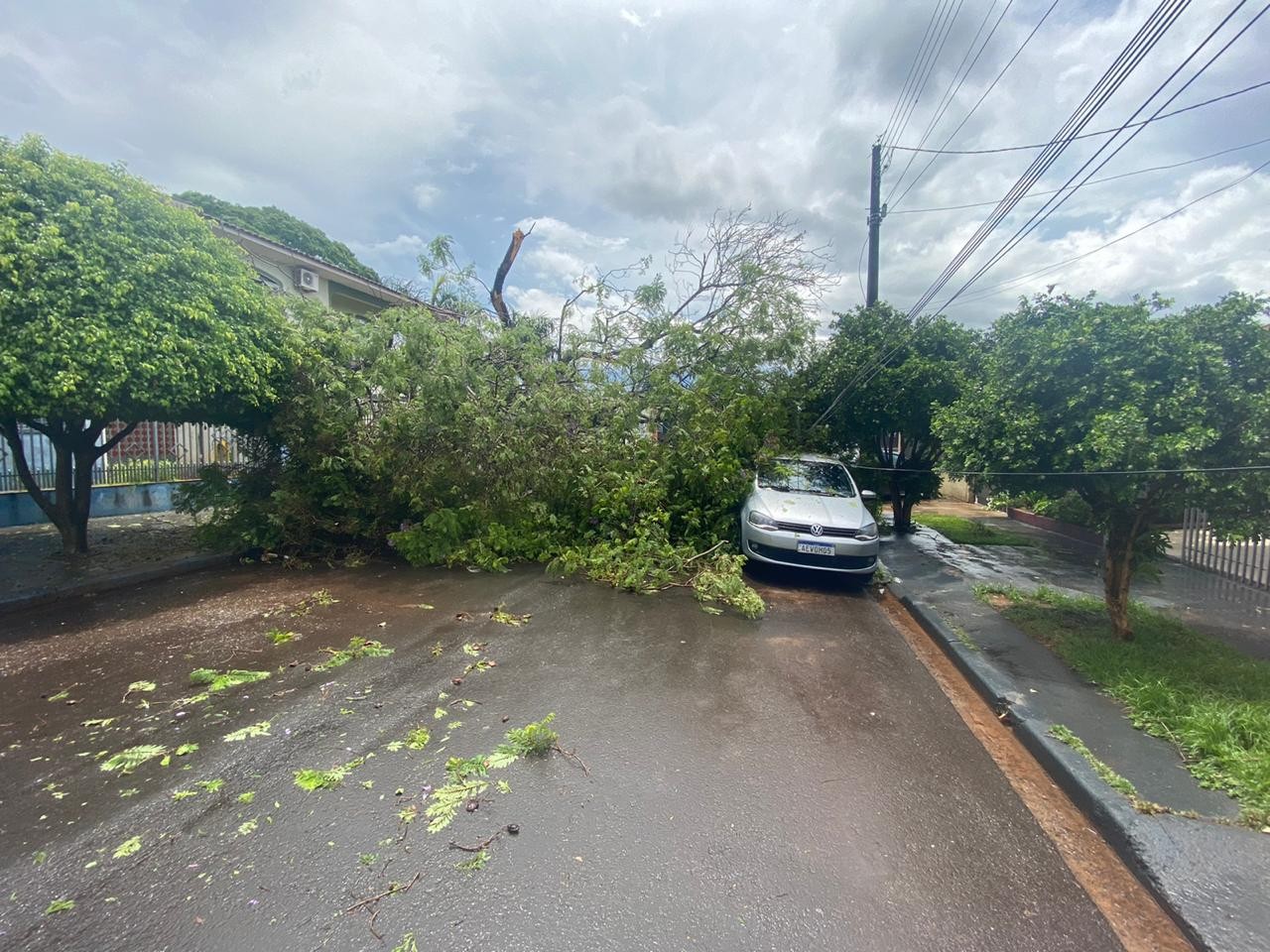 Chuva derruba quatro árvores em Maringá. Veja imagens