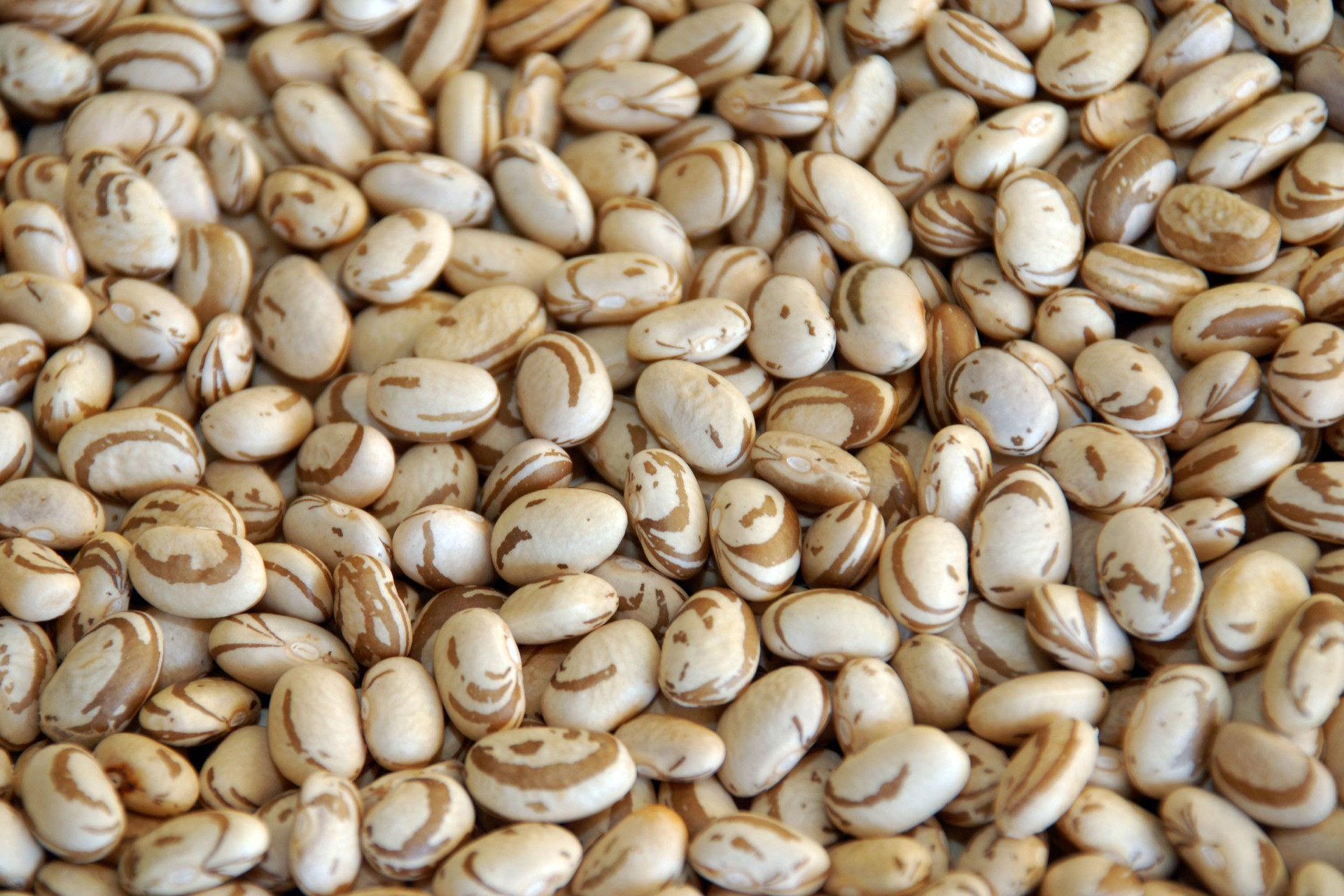 Começa a colheita do feijão no Paraná