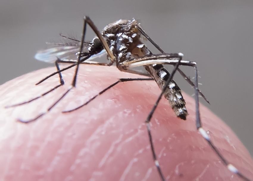 Maringá confirma a primeira morte por dengue e investiga a segunda
