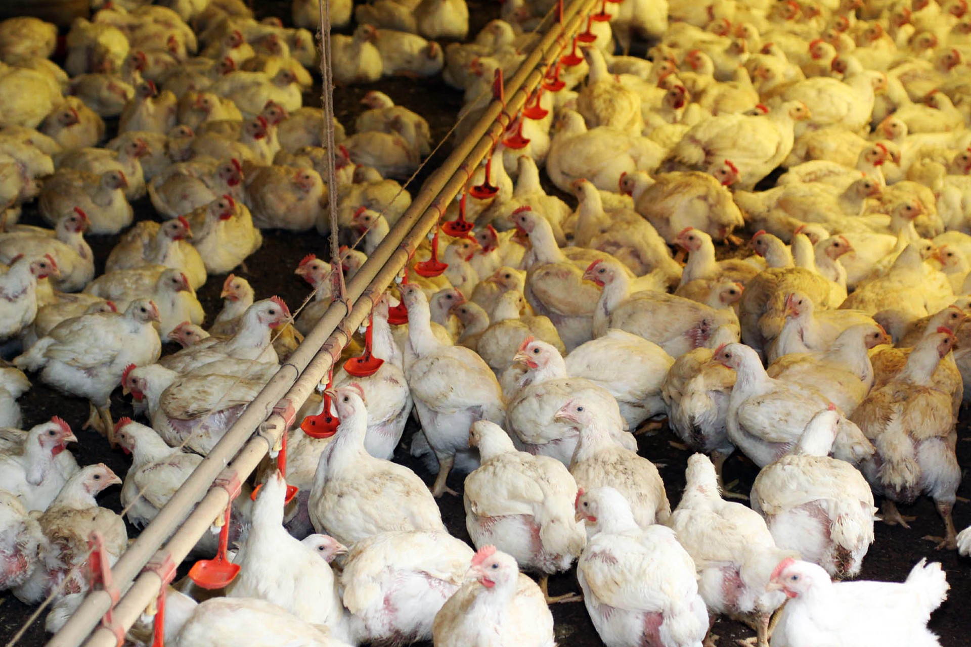 Exportações da avicultura seguem com preços aquecidos