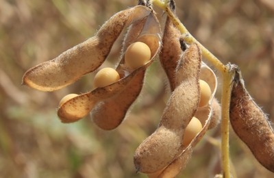 Tempo instável influência diretamente na cultura da soja