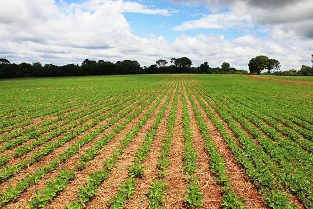 Plantio de soja no Brasil alcança 21% da área projetada para a safra 2019/20