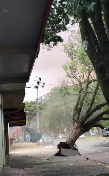 Registro impressionante do momento em que uma árvore cai