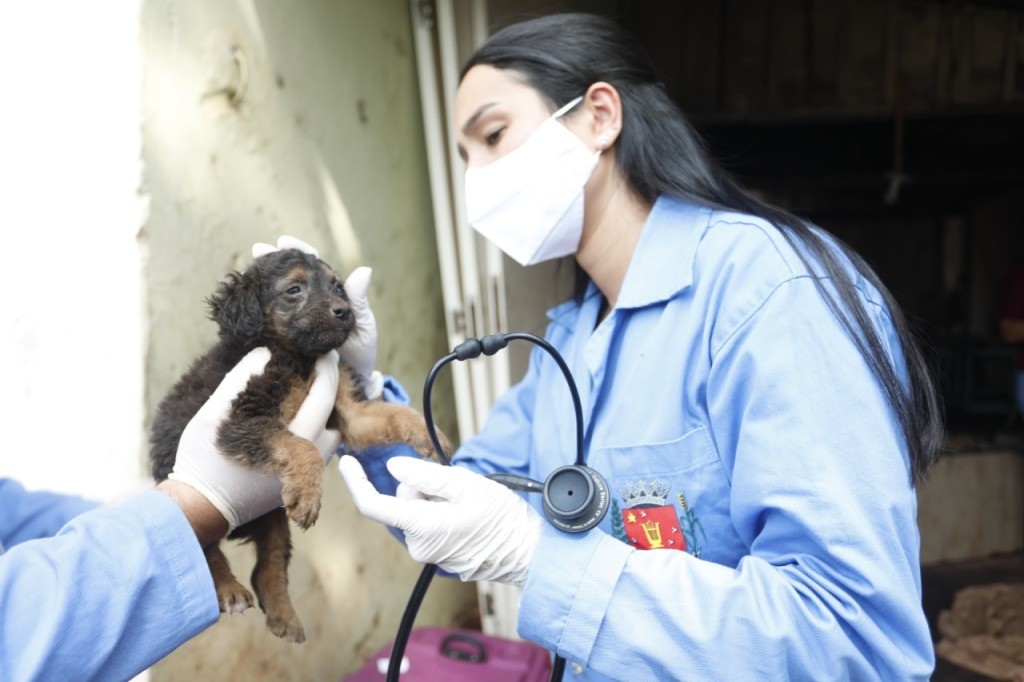 Homem é multado em R$ 20 mil por maus-tratos a cães em Maringá