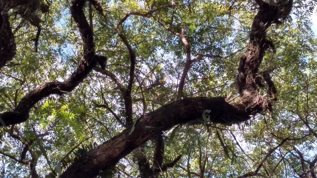 Arara Lola no topo da árvore na Rua Santos Dumont – Foto: GMC Online