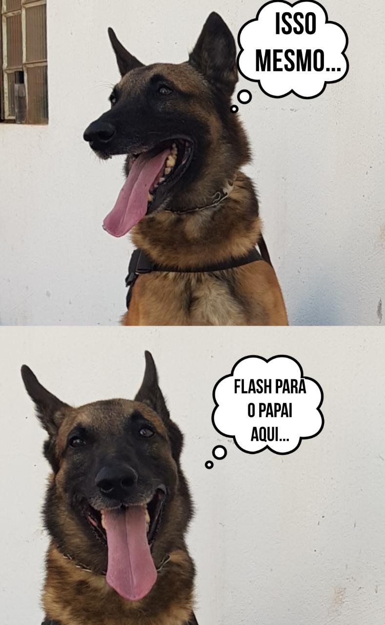 Melhor amigo do homem é inimigo nº 1 dos traficantes