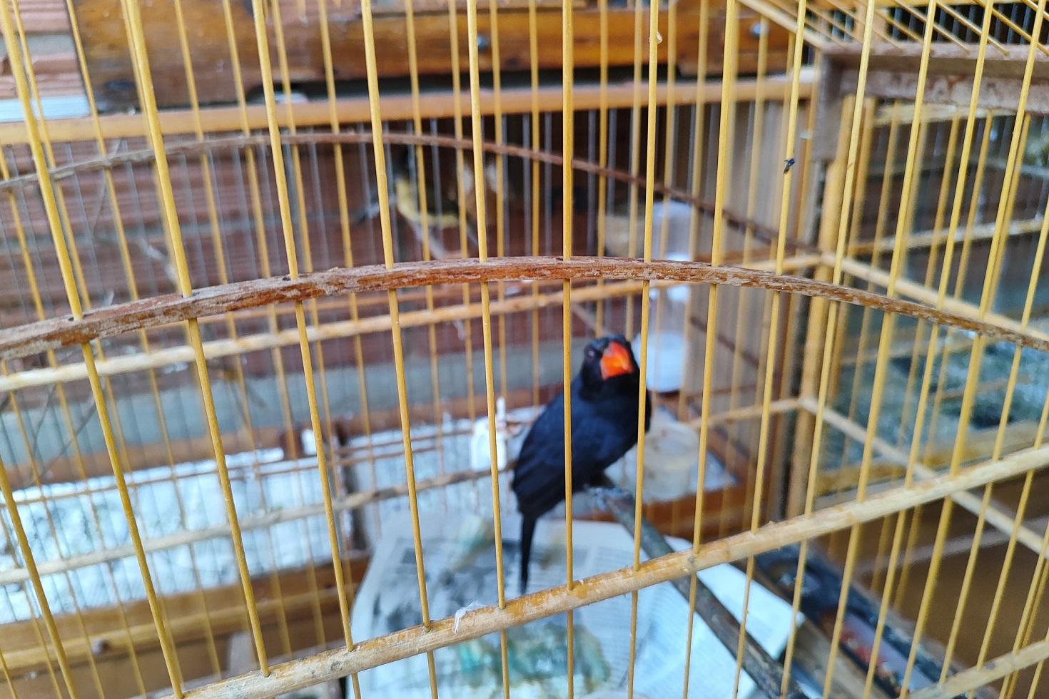 IAT resgata 33 aves silvestres em cativeiro irregular em Paranavaí