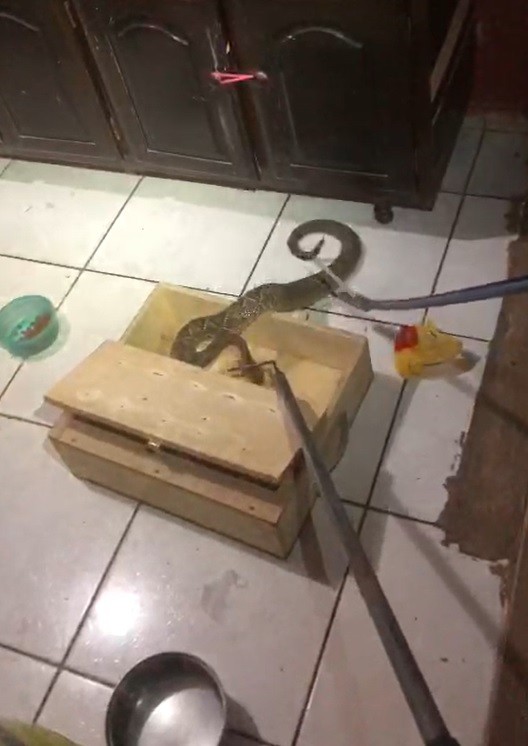 Cobra cascavel é encontrada por família dentro de casa em Sarandi