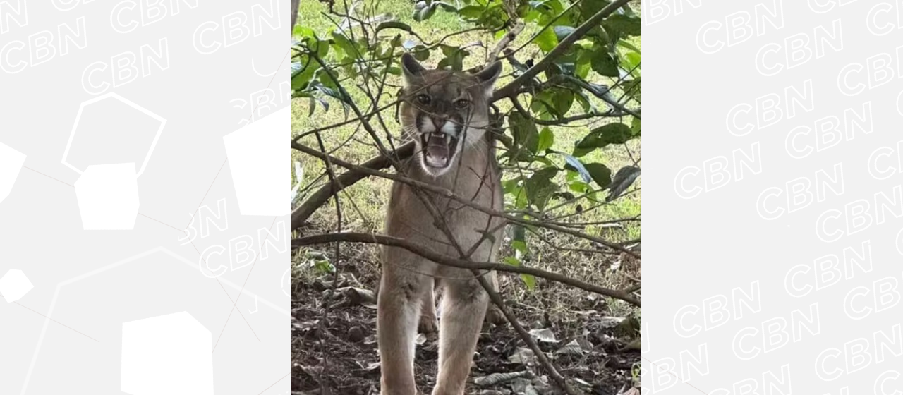 Onça-parda é capturada após invadir três casas em Cambé