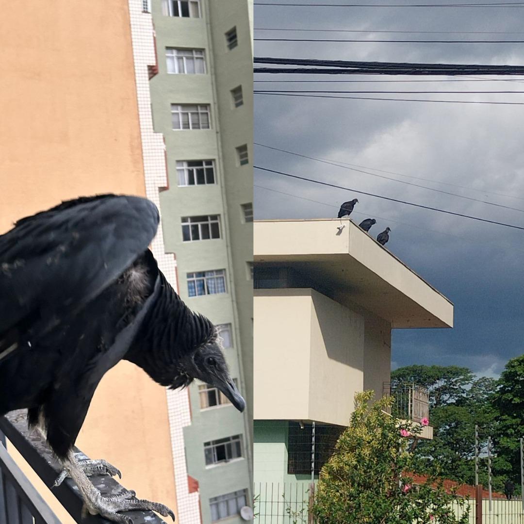 Em temporada de reprodução, urubus são vistos com mais frequência na área urbana