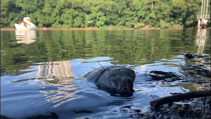 Peixes do Parque do Ingá são retirados nesta sexta-feira (12)