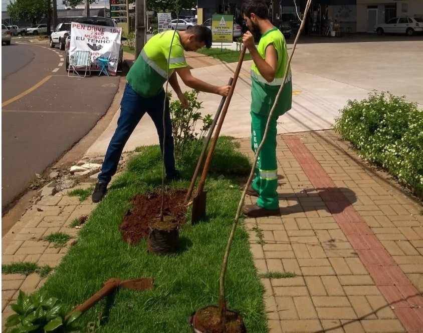 Empresário é multado em R$ 20 mil por corte irregular de cinco árvores