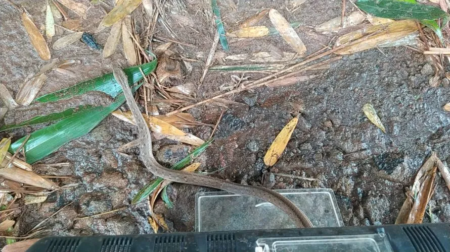 Trabalhadores encontram cobra venenosa durante serviço de limpeza e roçada, no Paraná;