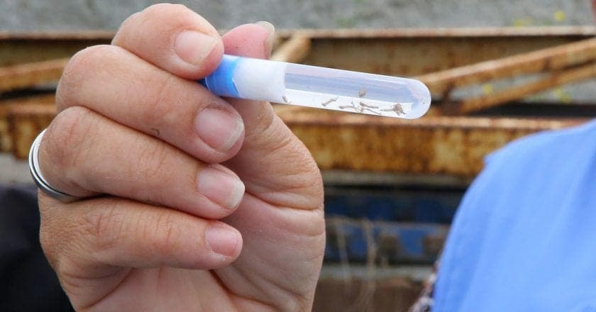 Projeto de pesquisa da UEM quer facilitar o diagnóstico do vírus da dengue