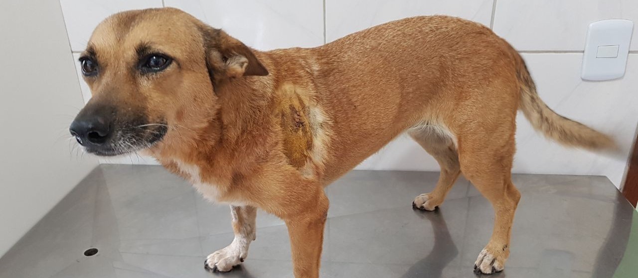 Diretoria de Bem-Estar Animal apura causa da morte