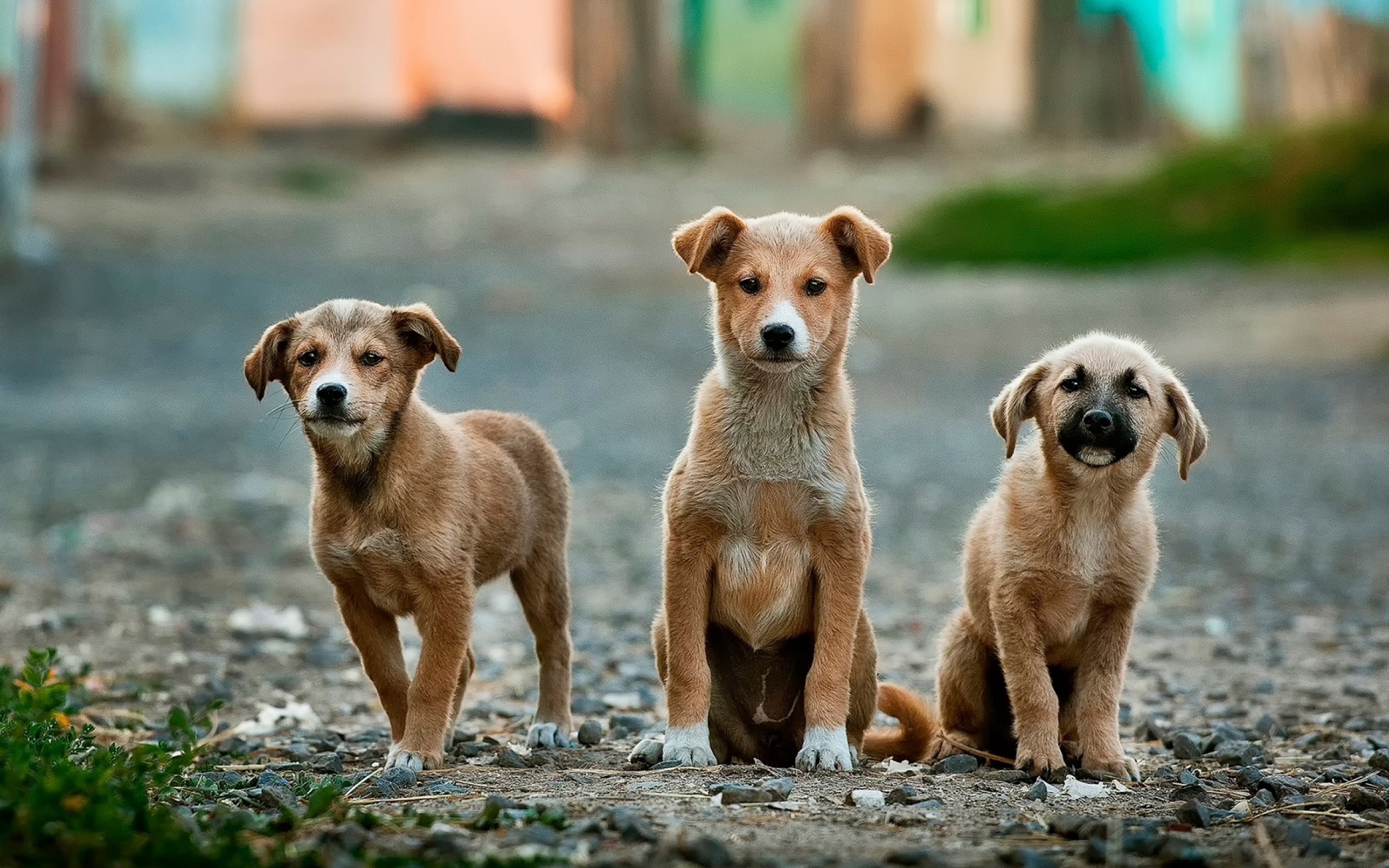 Quase 7 mil animais foram castrados em 2019