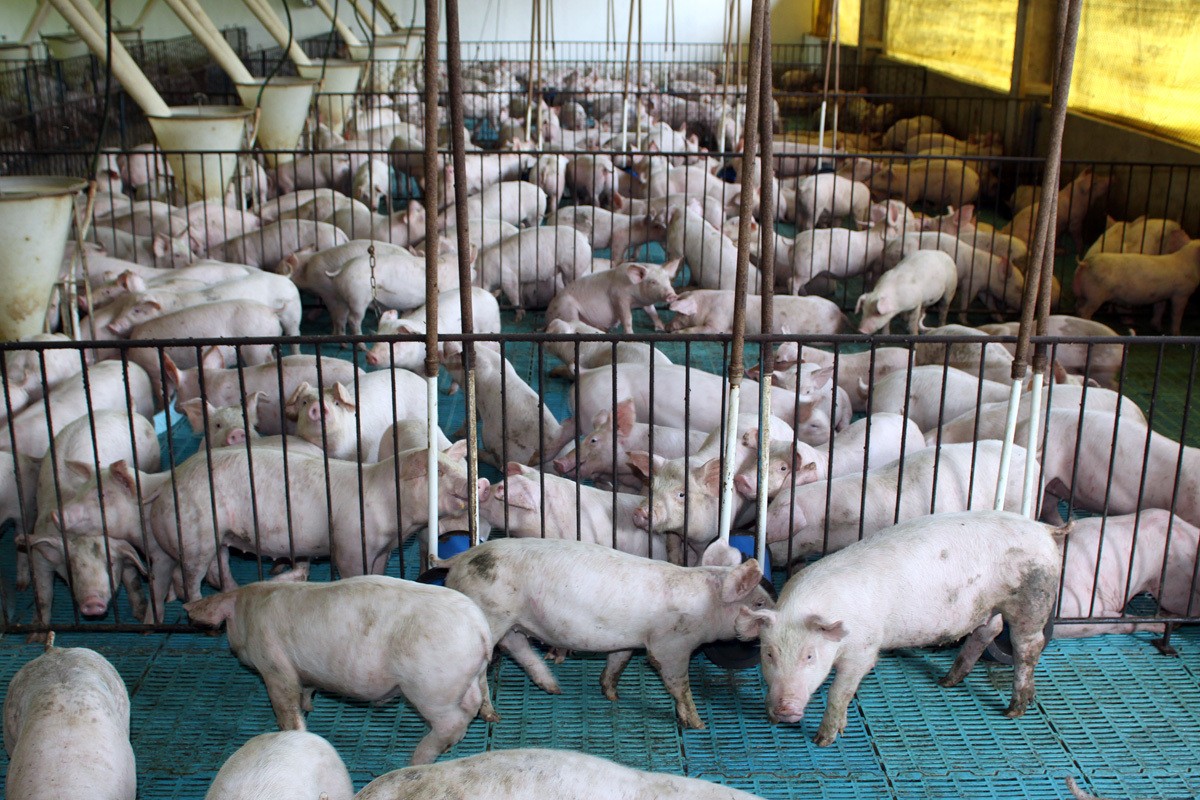 Mercado de suíno, vive um momento atípico para época do ano