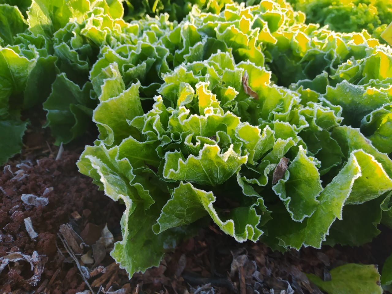 Geada congela 90% da produção da horta comunitária de Mamborê