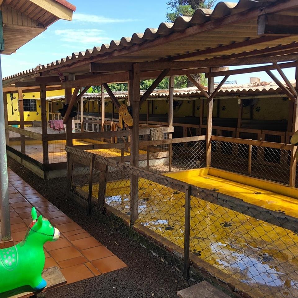 ONG vai acolher e doar cães que estão em terreno da antiga Sanbra