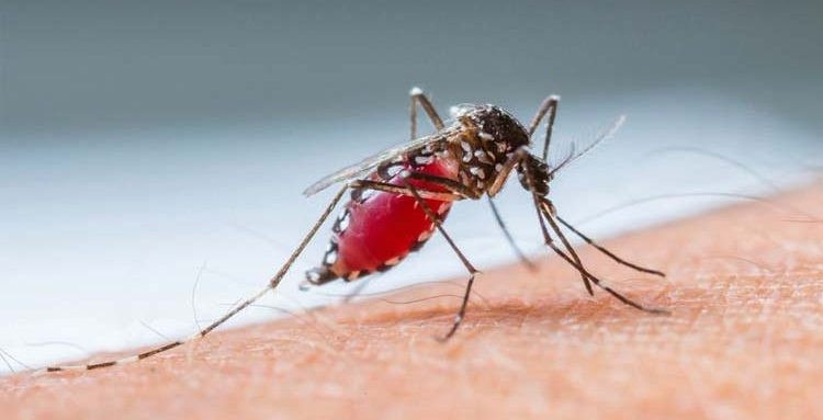 Secretaria de Saúde confirma 71 casos da doença na última semana