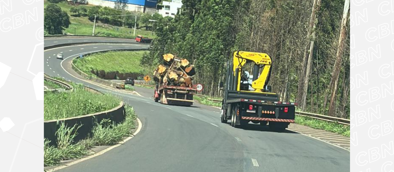 Empresária monta “logística” para salvar seringueira que faz parte da memória afetiva da família