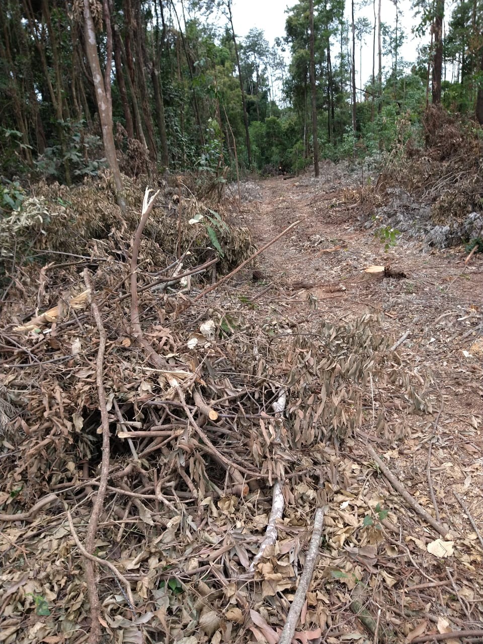 Duas pessoas são presas por desmatamento de reserva legal