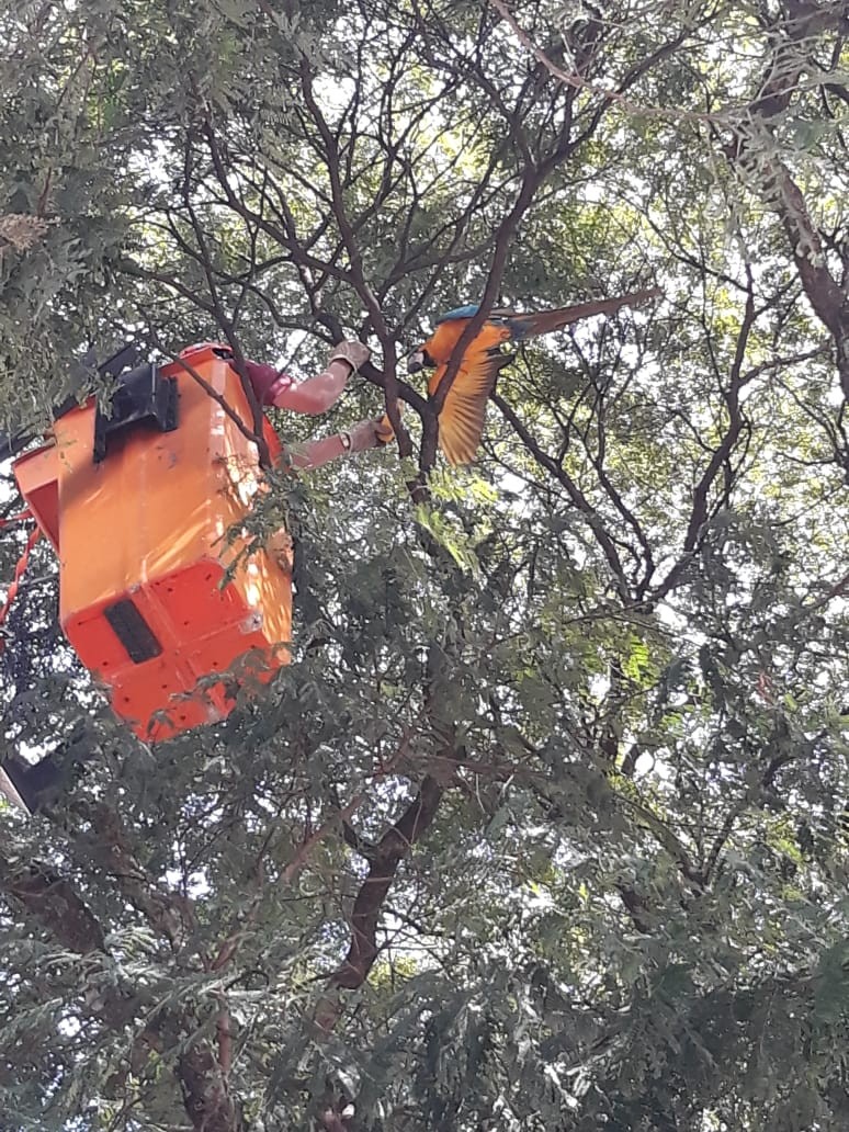 Bombeiros resgatam arara que estava no topo de uma árvore